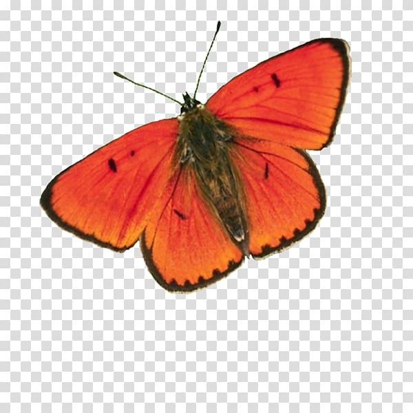 red and black moth, Clouded yellows Monarch butterfly Gossamer-winged butterflies Brush-footed butterflies, mariposas transparent background PNG clipart