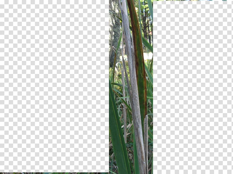 Bamboo Tree Plant stem Family, withered leaves transparent background PNG clipart