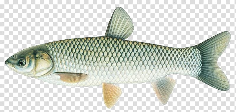 Common carp Grass carp Silver carp Bighead carp, fish transparent background PNG clipart