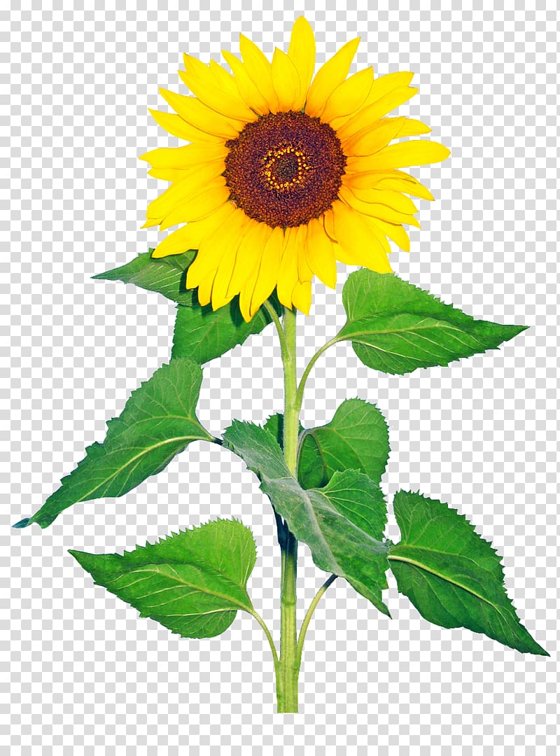 Common sunflower Helianthus giganteus Cut flowers Drawing, flower transparent background PNG clipart