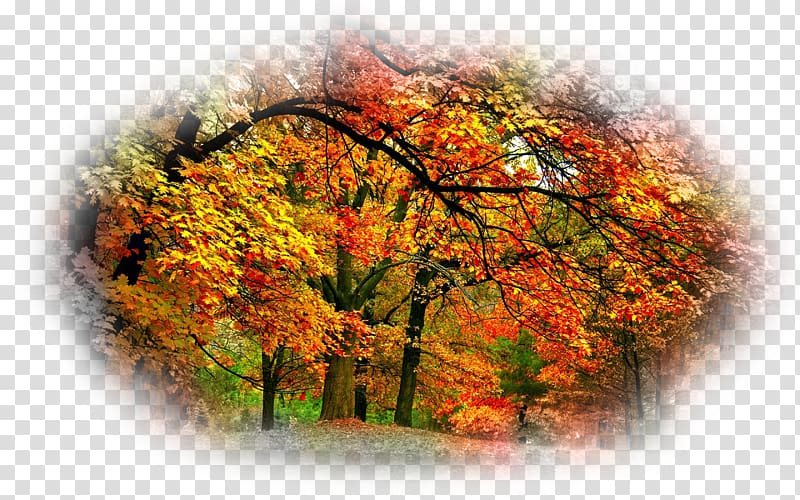 Desktop Autumn Beauty Oak, autumn transparent background PNG clipart