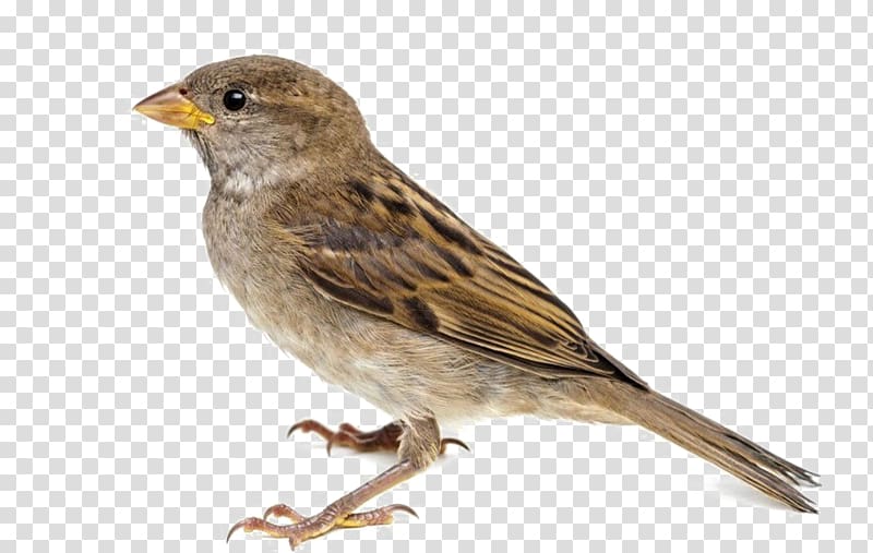 House Sparrow Bird Eurasian tree sparrow Desert sparrow, Bird transparent background PNG clipart