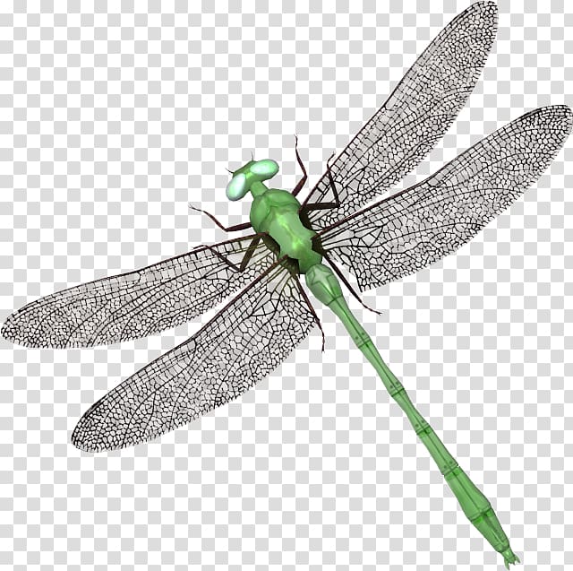Dragonfly Portable Network Graphics JPEG , dragonfly transparent background PNG clipart