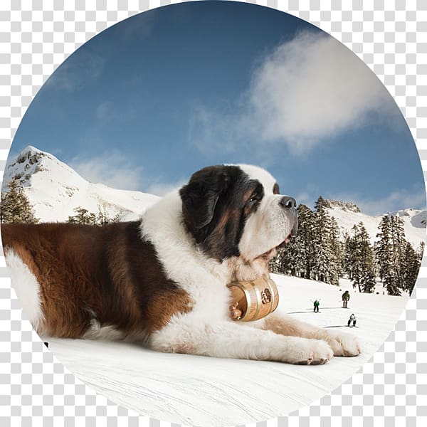 St. Bernard Puppy Dog breed The Saint Bernard Desktop , puppy transparent background PNG clipart
