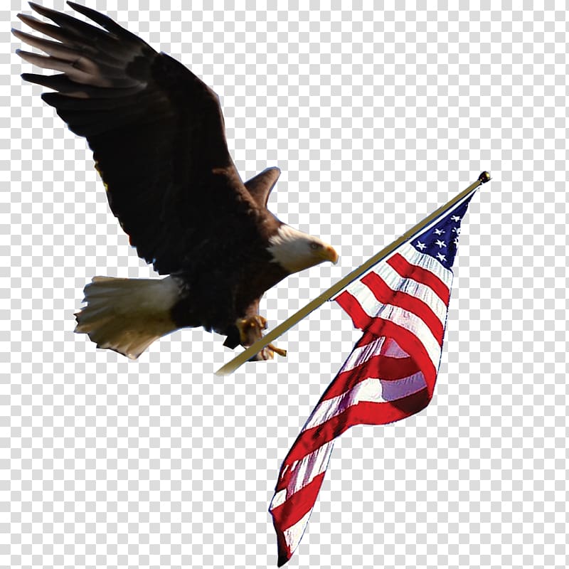 bald eagle carrying U.S. flag , Bald Eagle Accipitriformes Bird of prey Beak, USA transparent background PNG clipart