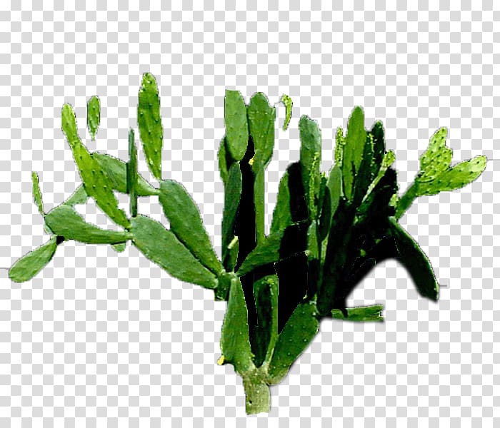 Leaf vegetable Flowerpot Herb Plant stem, plant transparent background PNG clipart