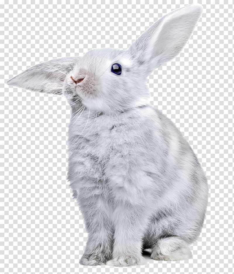 Rabbit transparent background PNG clipart