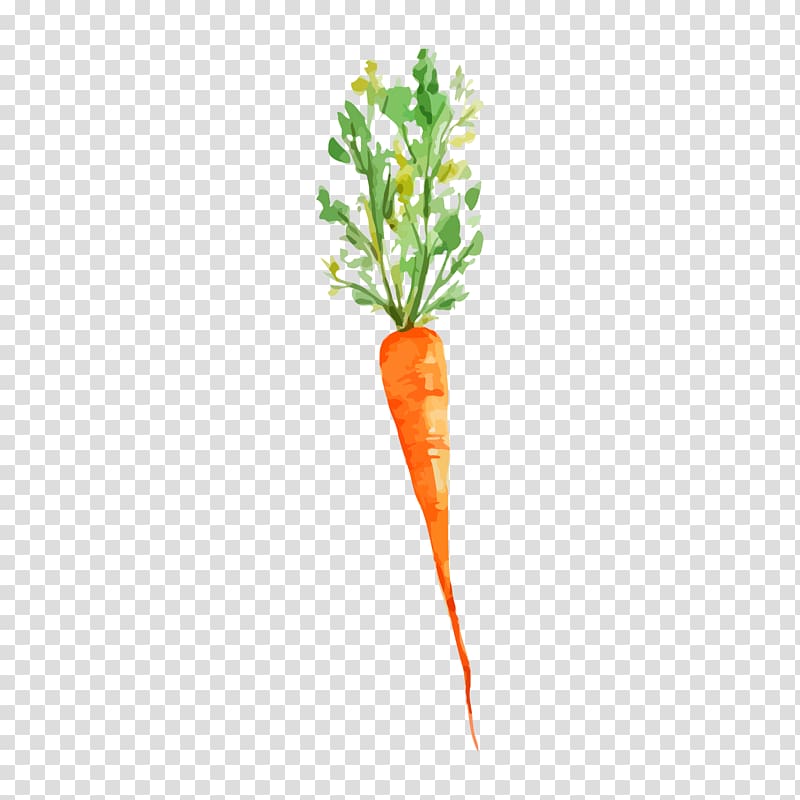 carrot illustration, Vegetable Watercolor painting Carrot Drawing, Drawing carrot transparent background PNG clipart