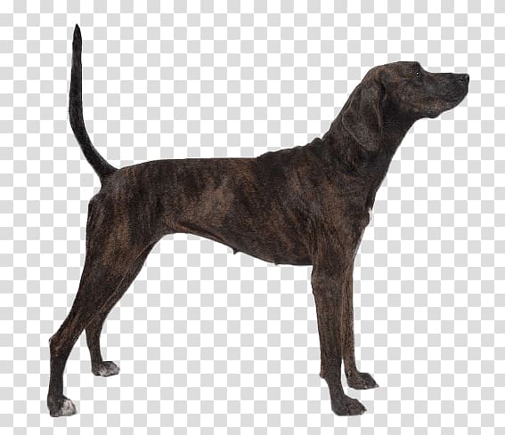 Plott Hound Bloodhound Treeing Tennessee Brindle Puppy Westminster Kennel Club Dog Show, puppy transparent background PNG clipart