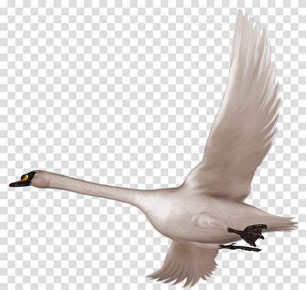 white swan illustration, Swan Bird Flight , Swan in Flight Free transparent background PNG clipart