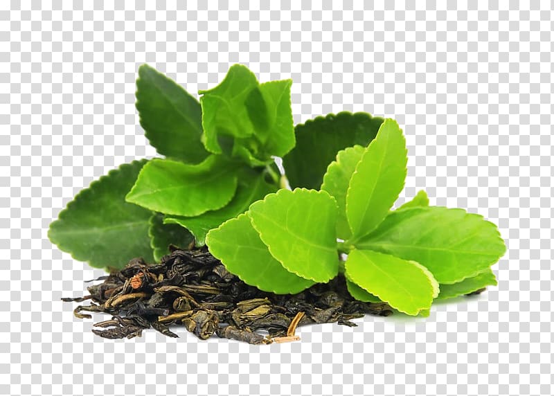 green leafed plant, Green tea Masala chai Matcha Camellia sinensis, tea transparent background PNG clipart