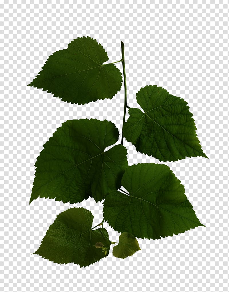 Wild Health Leaf , summer leaves transparent background PNG clipart