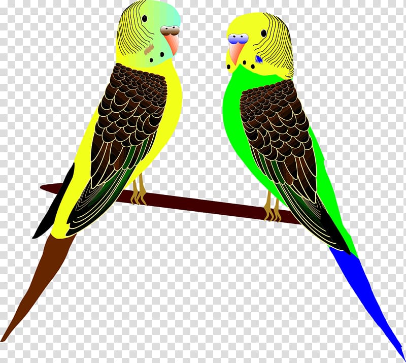 Budgerigar Parrot Bird Cockatiel , parrot transparent background PNG clipart