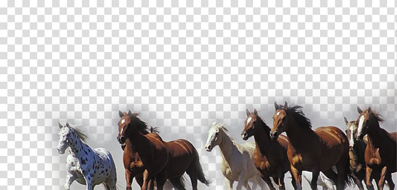 Horse Pony High-definition television Display resolution , Running horse pattern material transparent background PNG clipart