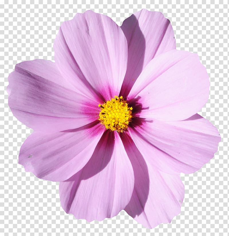 purple cosmos flower illustration, Flower , Blossom Flower transparent background PNG clipart