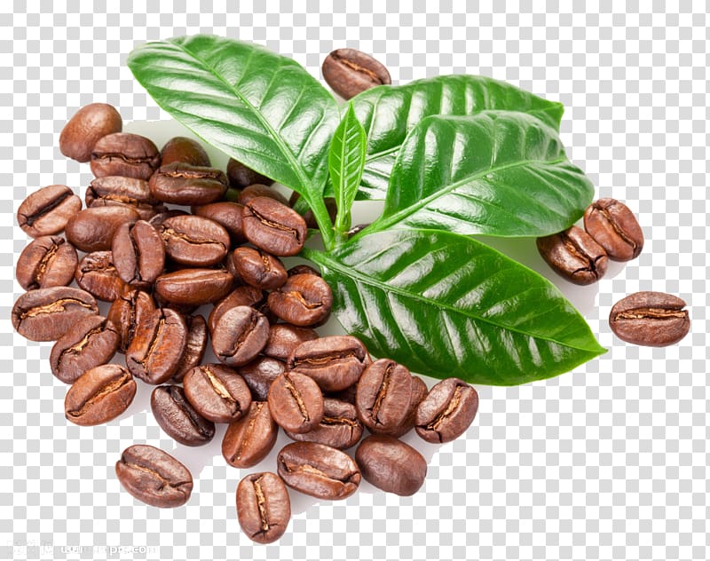 coffee beans and green leaves illustration, Kona coffee Coffee bean Seed Coffea, Coffee beans transparent background PNG clipart