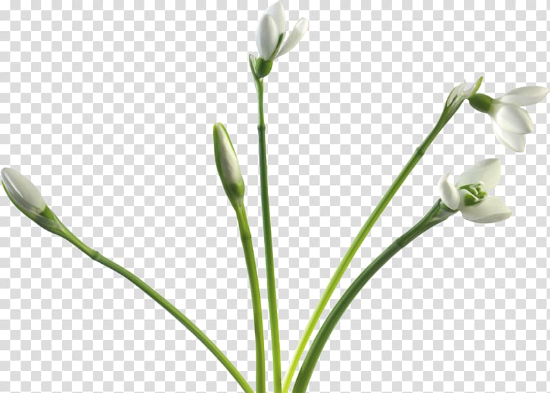 Snowdrop Cut flowers , Snowdrop transparent background PNG clipart