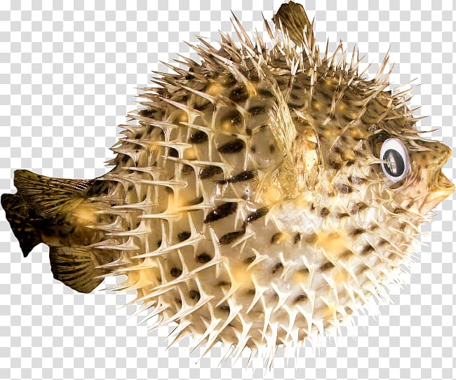 Sea urchin Honeycomb cowfish , fish transparent background PNG clipart