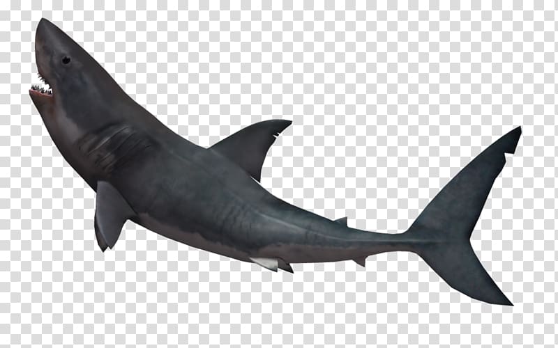Great white shark Shark attack Tiger shark, Shark transparent background PNG clipart