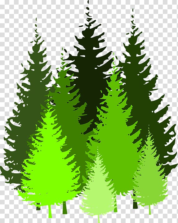 Eastern white pine Tree , tree transparent background PNG clipart