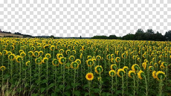 Farm Grasses Sunflower seed Commodity Landscape, Sunflower flowers transparent background PNG clipart