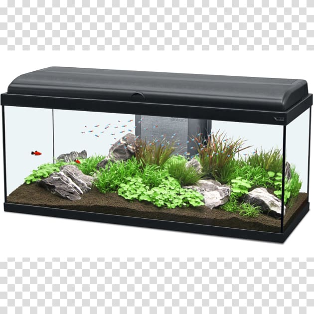 Goldfish Aquarium Fishkeeping Pet Shop, Nano Aquarium transparent background PNG clipart