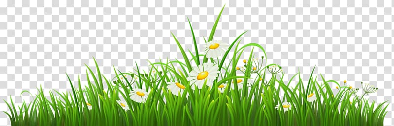 Chamomile , Chamomile transparent background PNG clipart