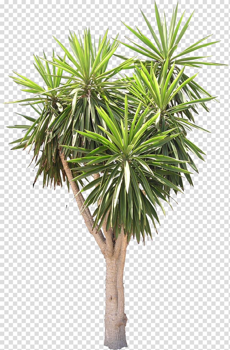 green leafed tree, Spineless yucca Arecaceae Tree Plant Texture mapping, flora transparent background PNG clipart