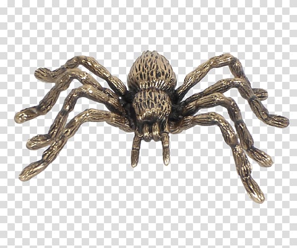 Tarantula Wolf spider Insect, spider transparent background PNG clipart