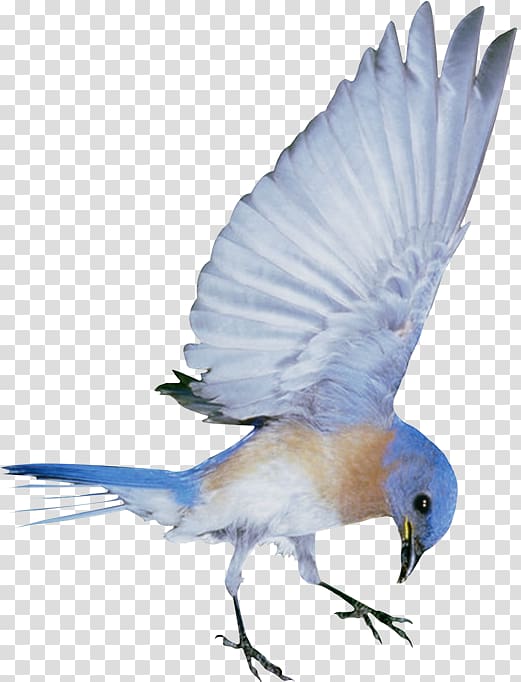 Hummingbird, Creative cute blue birds transparent background PNG clipart