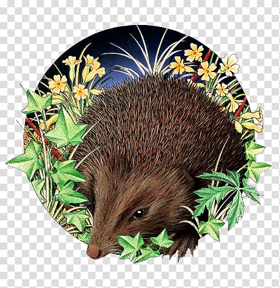Domesticated hedgehog Illustration, Hand-painted realistic hedgehog transparent background PNG clipart