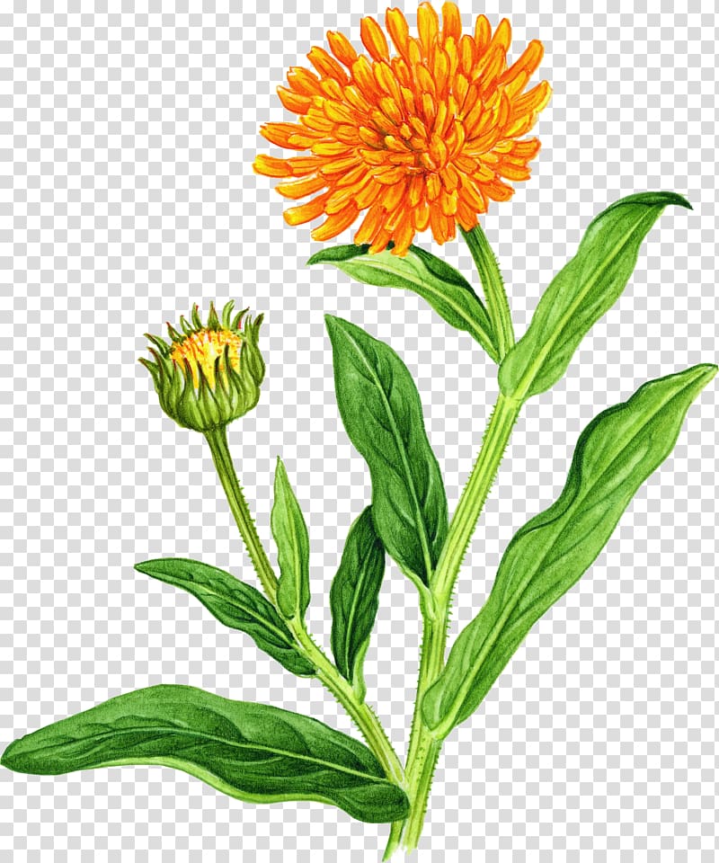 Marigold Wildflower , watercolor greenery transparent background PNG clipart