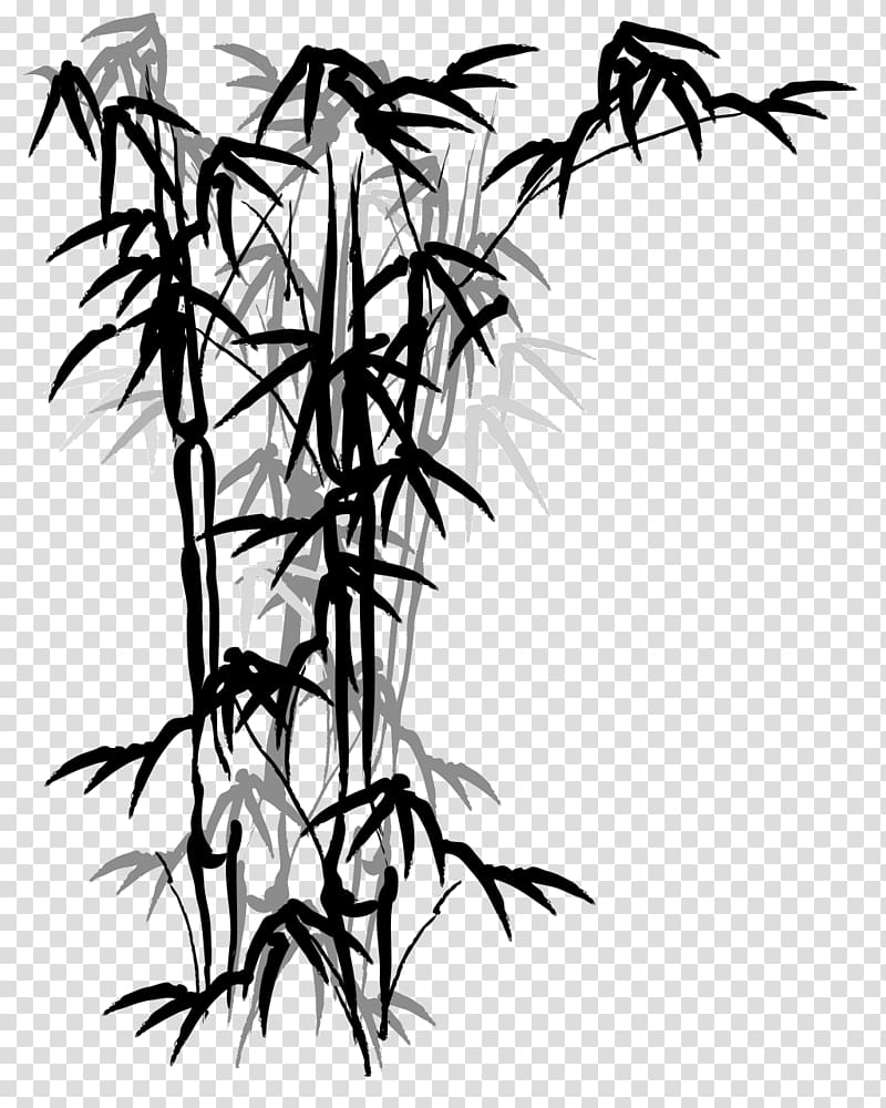 Tropical woody bamboos Bamboo painting Drawing Fargesia murielae, Ink chinese transparent background PNG clipart