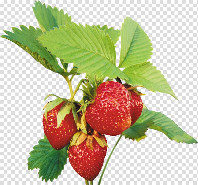Musk strawberry , strawberry transparent background PNG clipart