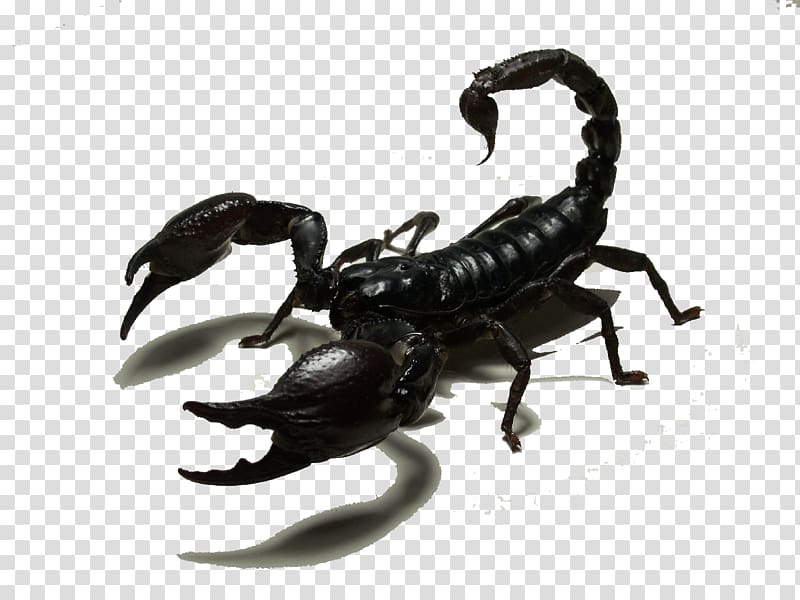 Scorpion Insect Sticker, Black Scorpion transparent background PNG clipart