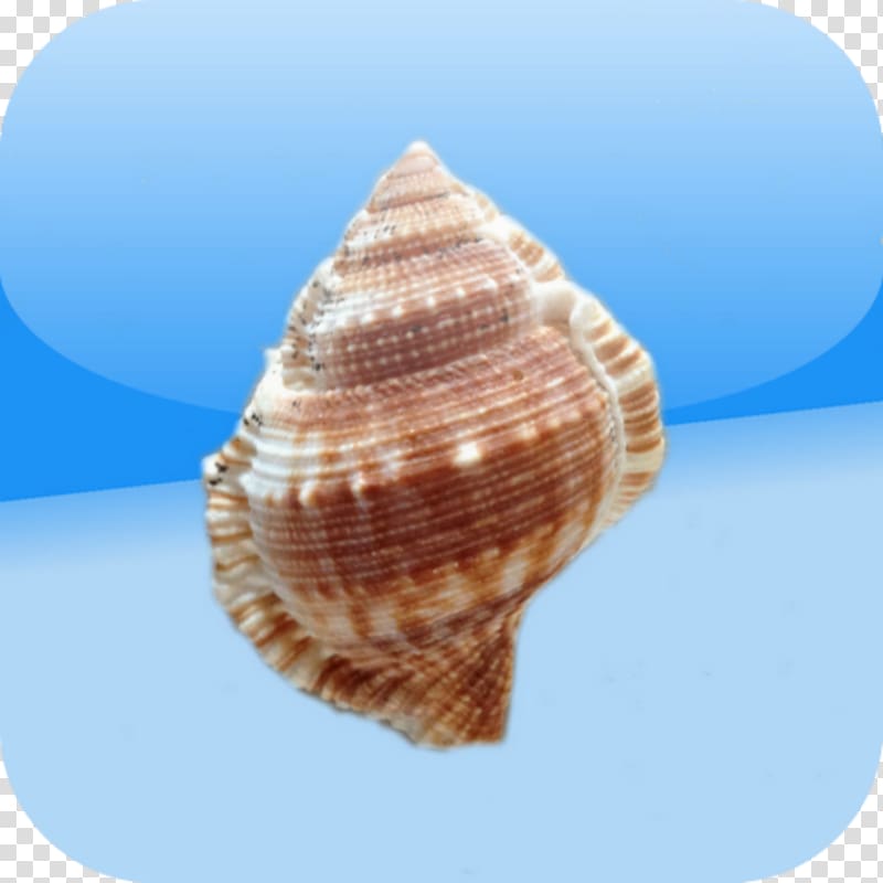 Cockle Conchology Shankha Scallop, shellfish shell transparent background PNG clipart
