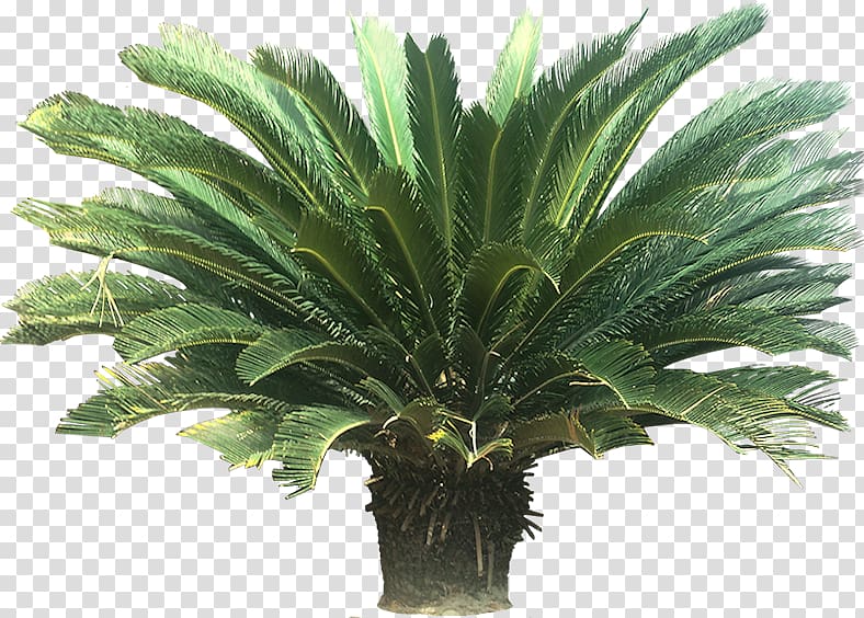 Cycad Sago palm Houseplant Arecaceae, tropical transparent background PNG clipart