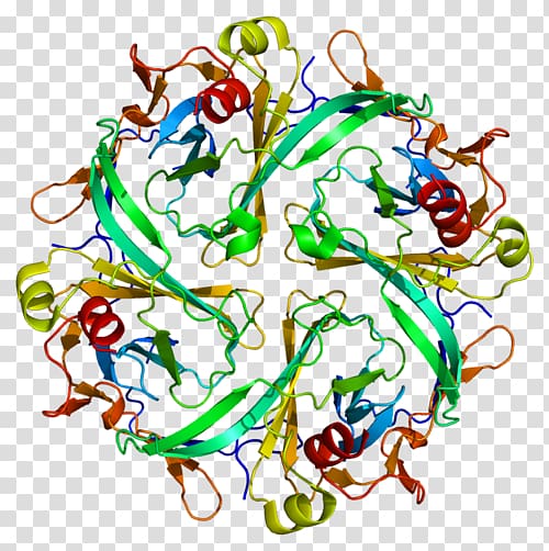 Kir2.1 Inward-rectifier potassium channel Protein Andersen–Tawil syndrome, others transparent background PNG clipart