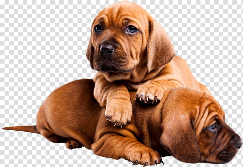 Puppy Tosa Bloodhound Dog breed, puppy transparent background PNG clipart