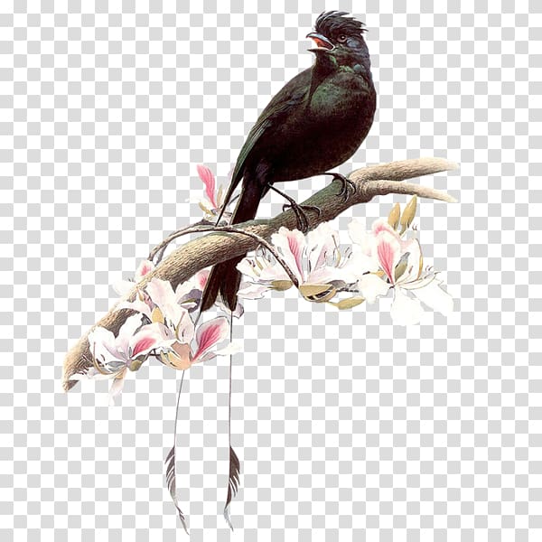Drawing birds 百鳥圖 Birds and People Painting, Bird transparent background PNG clipart