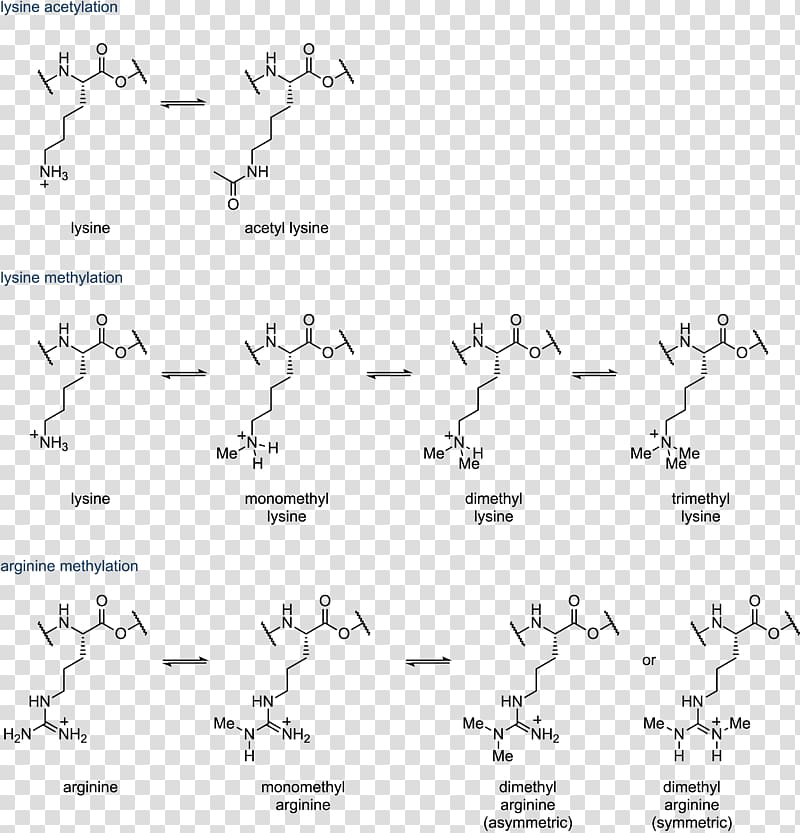 Histone acetylation and deacetylation Histone acetylation and deacetylation Histone methylation, others transparent background PNG clipart
