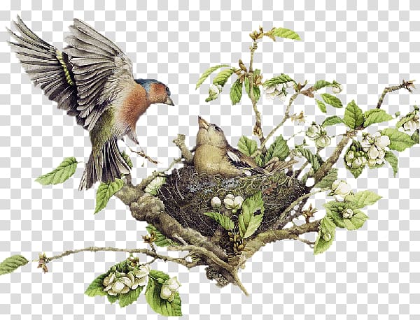 Bird nest , Bird transparent background PNG clipart