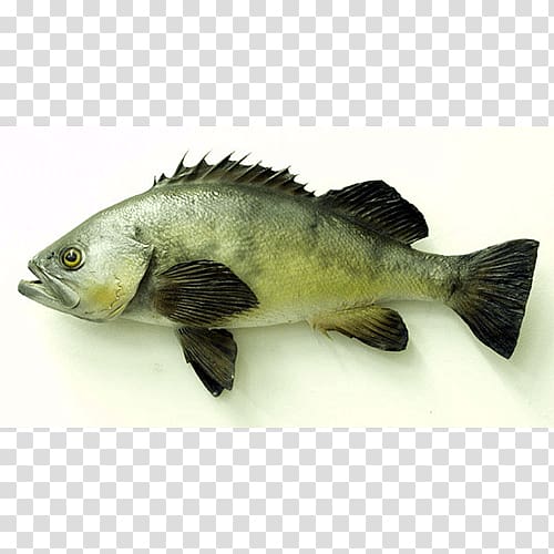 Tilapia Fish products Barramundi Perch Oily fish, others transparent background PNG clipart