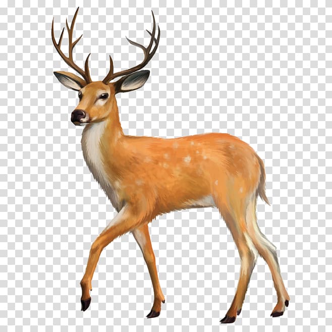 Mancelona Bellaire White-tailed deer Lion, deer transparent background PNG clipart
