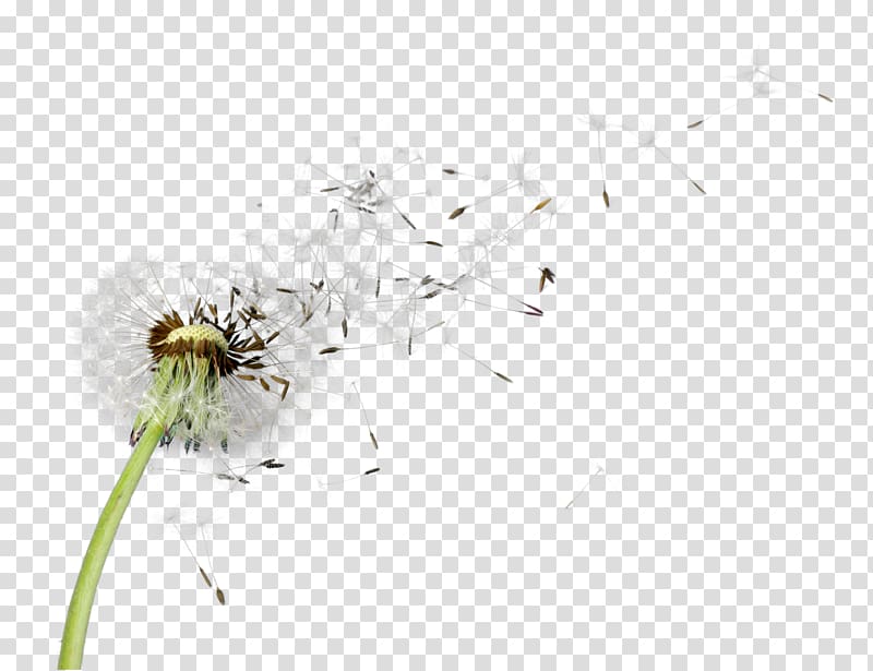 Psychologies, dandelions transparent background PNG clipart