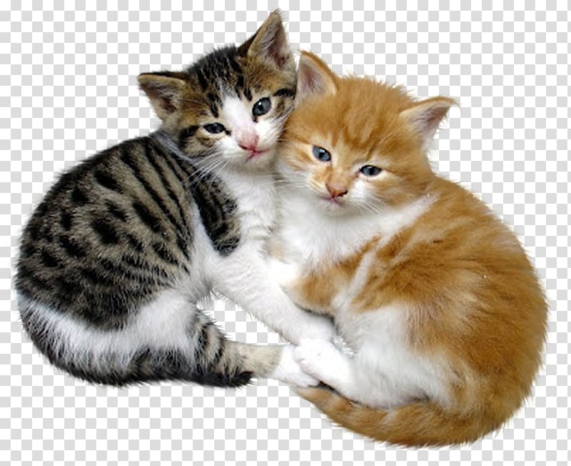 Cat Kitten Pet Love, Cat transparent background PNG clipart