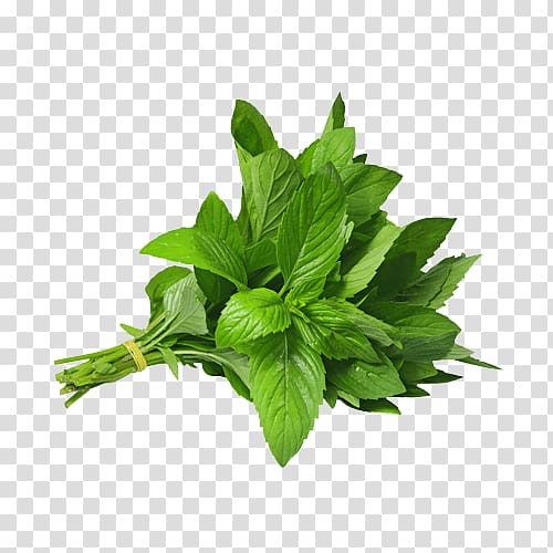 Mint Herb Vietnamese coriander , Mint transparent background PNG clipart