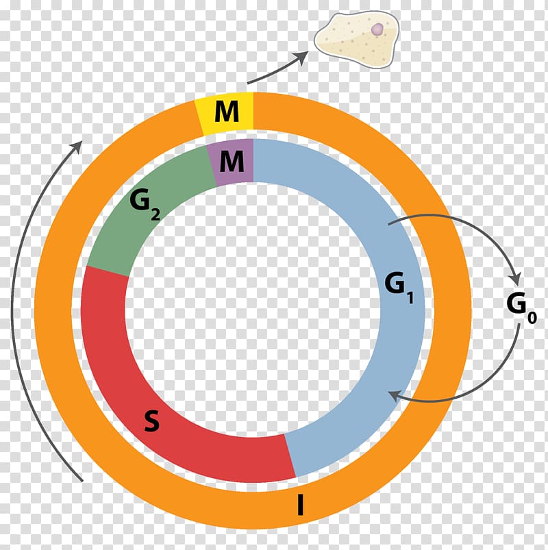 Cell cycle Cell division Mitosis Interphase, cell transparent background PNG clipart