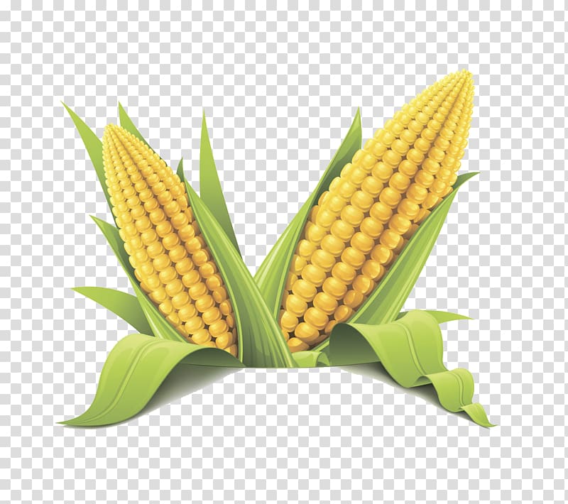 two corn illustrations, Corn on the cob Maize Sweet corn Flint corn Cereal, corn transparent background PNG clipart