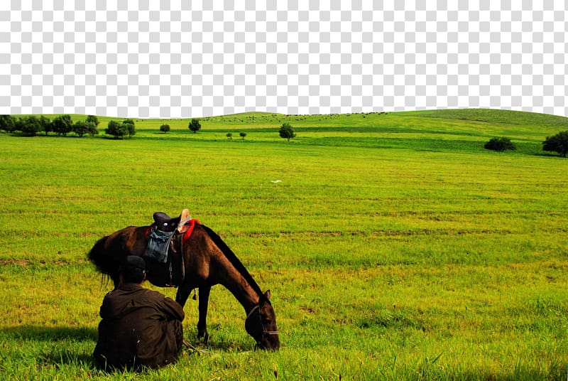 Horse Temperate grasslands, savannas, and shrublands Ranch, The horse on the prairie transparent background PNG clipart